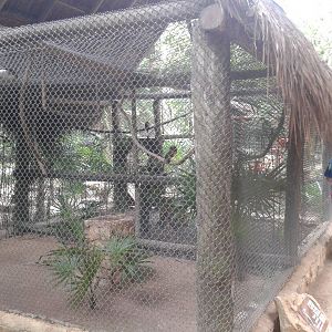 Aviaries for Motmot and Aracari