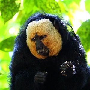 White-faced Saki (male)