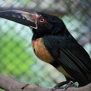 Collared aracari
