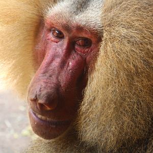 Hamadryas Baboon (male)