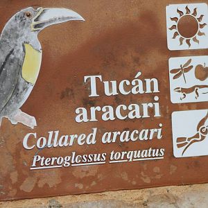 Aracari sign