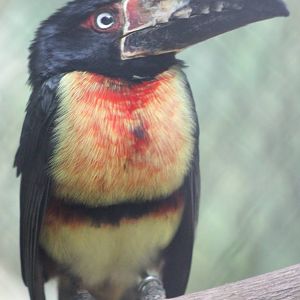 Collared aracari