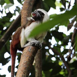 Cottontop Tamarin