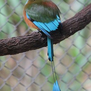 Turquoise-browed motmot