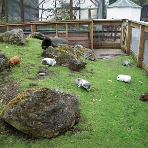 Cavy Country, 10th May 2014