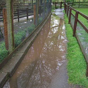A little damp by the walk-through aviary, 10th May 2014