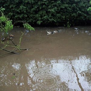 An instant new pond for the ducks, 10th May 2014