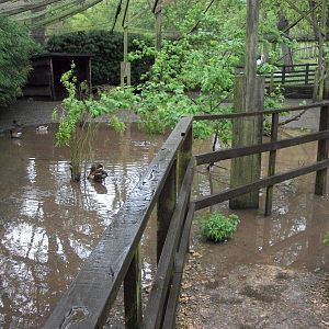 An instant new pond for the ducks, 10th May 2014