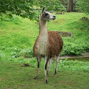 Soggy Llama Number One, 10th May 2014