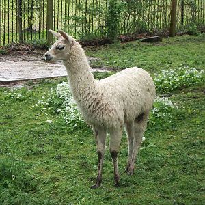 Soggy Llama Number Two, 10th May 2014