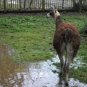 Brenda braves it, 10th May 2014