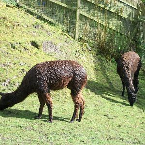 The Alpacas are soggy too, 10th May 2014