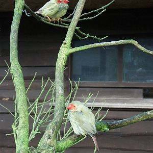 Three Star Finches in close proximity, 10th May 2014
