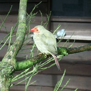 Star Finch, 10th May 2014