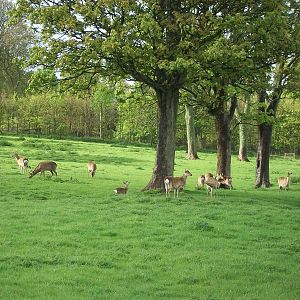 Formosan Sika Deer, 10th May 2014