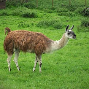 Willow has dried out a little, 10th May 2014