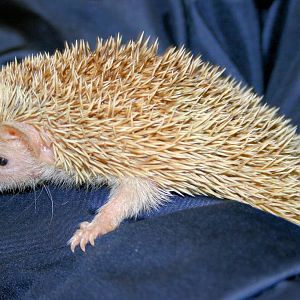 Lesser hedgehog tenrec; Birmingham; 10th May 2014