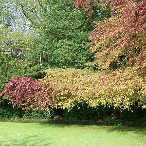 Spring leaves, 10th May 2014