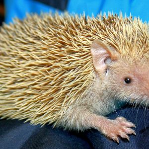 Lesser hedgehog tenrec; Birmingham; 10th May 2014
