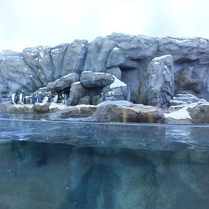 Penguin Exhibit Right Side