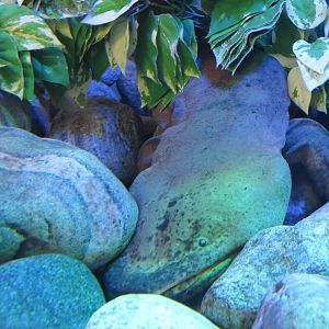 Chinese Giant Salamander