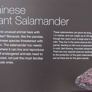 Chinese Giant Salamander