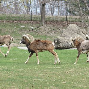 Mouflon