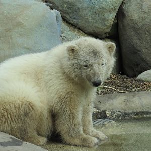 Polar Bear