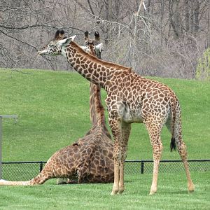 Masai Giraffe