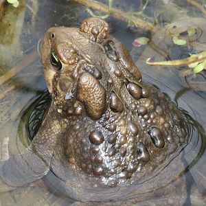 American Toad (wild)