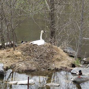 Trumpeter Swan (wild)