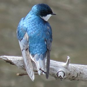 Tree Swallow (wild)