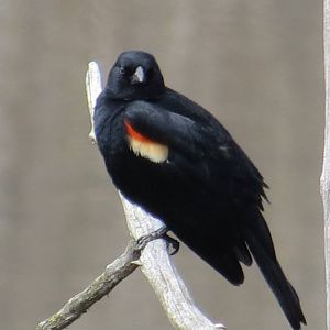 Red-winged Blackbird (wild)