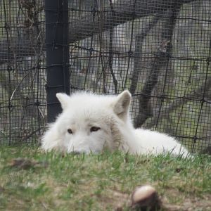 Arctic Wolf