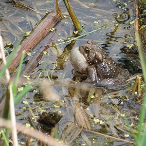American Toad (wild)