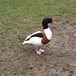 Common Shelduck