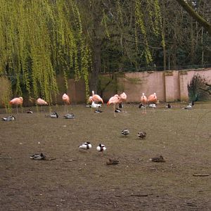 View of Waterfowl and Flamingo`s