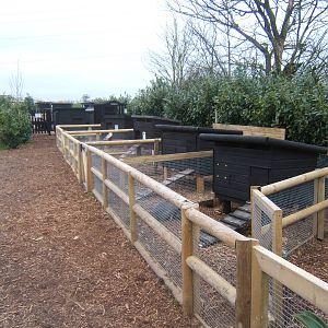 View of domestic rabbit runs