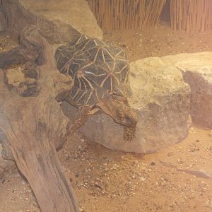 Indian Star Tortoise