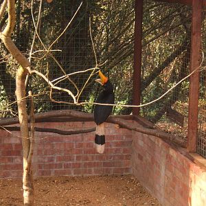 Rhinoceros Hornbill