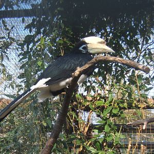Southern Pied Hornbill (Anthracoceros albirostris convexus)