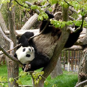Giant panda Hao Hao