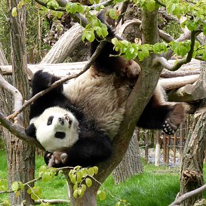 Reuzenpanda_Hao_Hao_17_