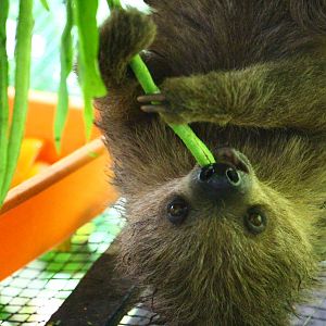 Linneaus Two-toed Sloth
