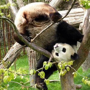 Giant panda Hao Hao