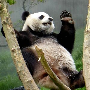 Reuzenpanda_Hao_Hao_32_