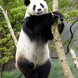 Reuzenpanda_Hao_Hao_42_