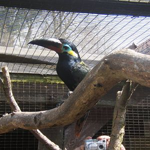 Guianan Toucanet (Selenidera culik)