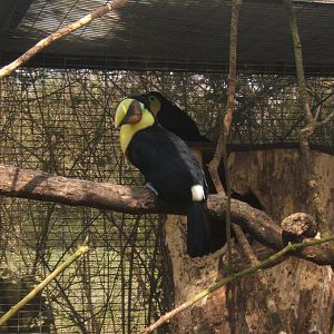 Swainson`s Toucan