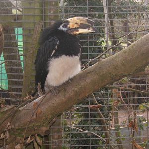 Northern Pied Hornbill
